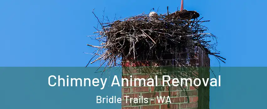 Chimney Animal Removal Bridle Trails - WA