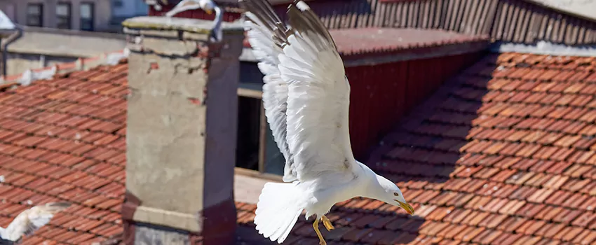 Residential Chimney Animal Removal Solution in Newport, WA