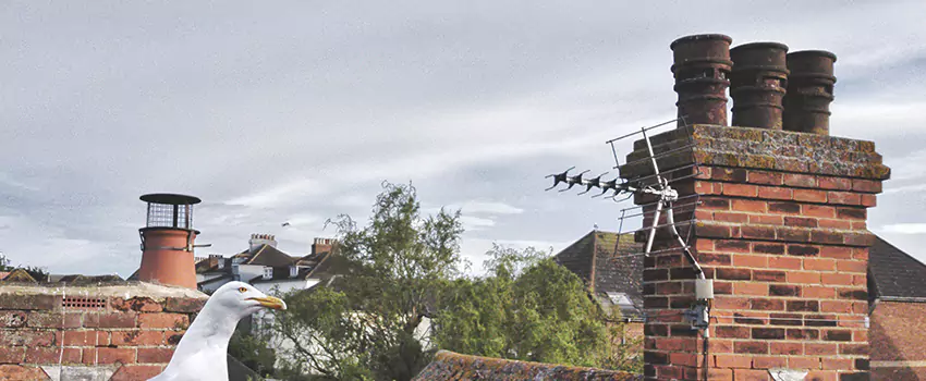 Chimney Cleaning And Restoration in West Bellevue, Washington